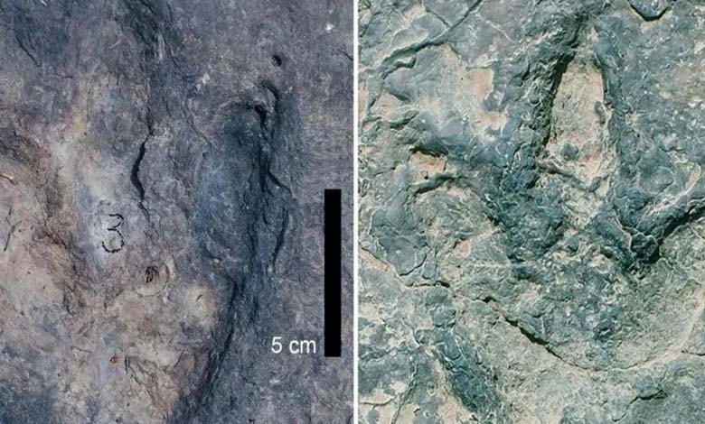 260 "Identical" Dinosaur Footprints Found in These Two Countries