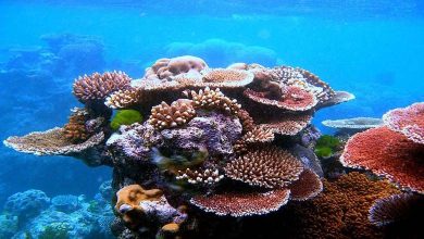 600-year-old coral reefs reveal climate secrets