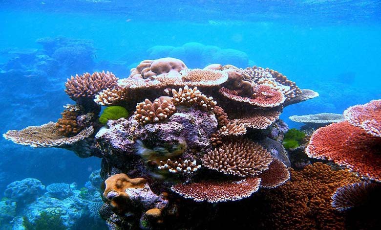 600-year-old coral reefs reveal climate secrets