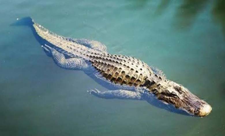 Crocodile Causes Panic Among Residents in an Egyptian Province