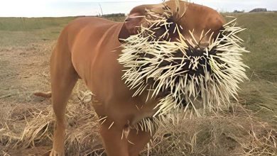 Dog Goes Blind Due to Hedgehog (Photo)