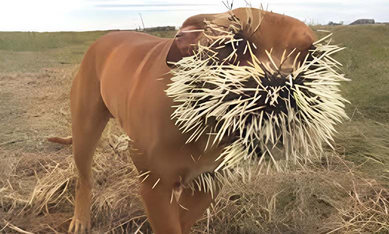 Dog Goes Blind Due to Hedgehog (Photo)