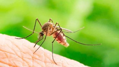 First Death from Rare Disease Caused by a "Mosquito Bite" in the U.S.