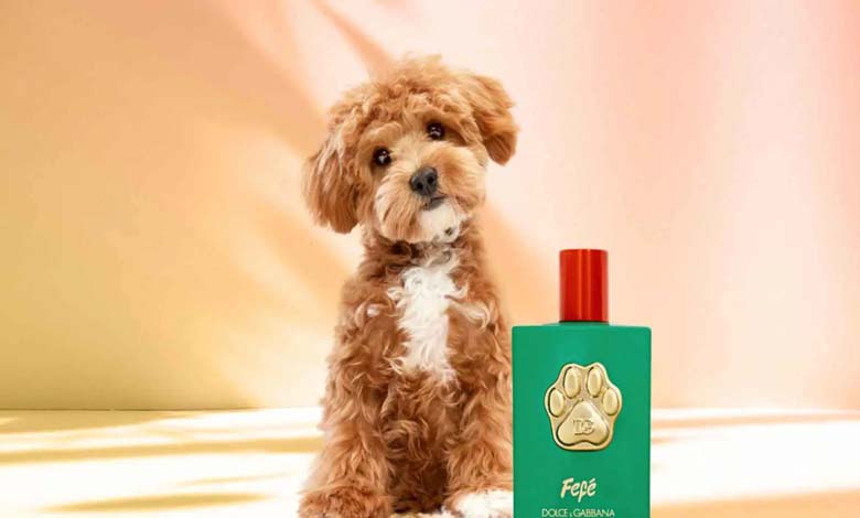 Luxury Dog Perfume by "Dolce & Gabbana" Sparks Controversy