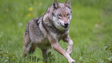 Mystery wolf sparks fear in the Netherlands