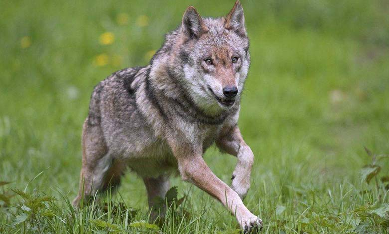 Mystery wolf sparks fear in the Netherlands