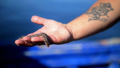 Predatory worms devour "everything they encounter" in the Mediterranean