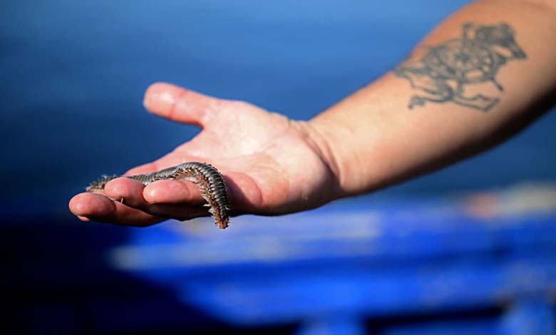 Predatory worms devour "everything they encounter" in the Mediterranean