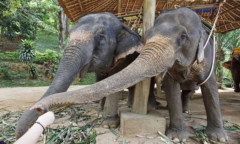 Attracting Millions of Visitors: The Thai Zoo Capitalizes on 'Moo Deng's' Fame