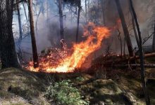 Colombia: Forest Fires Destroy 11,000 Hectares 