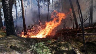 Colombia: Forest Fires Destroy 11,000 Hectares 