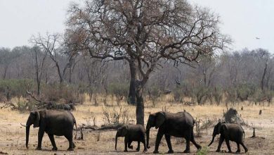 Due to drought, a decision to cull 200 elephants in Zimbabwe