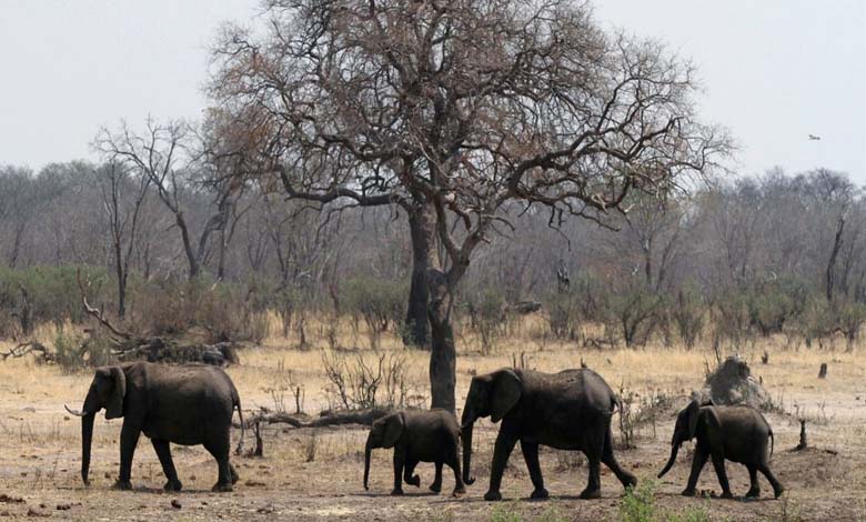 Due to drought, a decision to cull 200 elephants in Zimbabwe