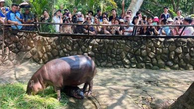 Followed by Millions... Female Hippopotamus Causes a Stir in Thailand 