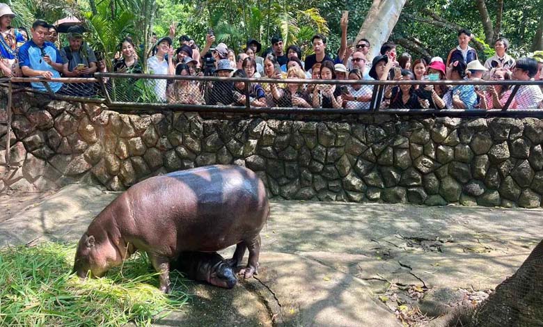 Followed by Millions... Female Hippopotamus Causes a Stir in Thailand 