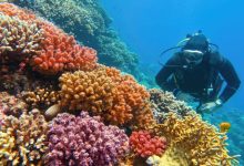 Human Drug Residues Threaten the World of Coral Reefs