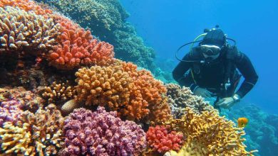 Human Drug Residues Threaten the World of Coral Reefs