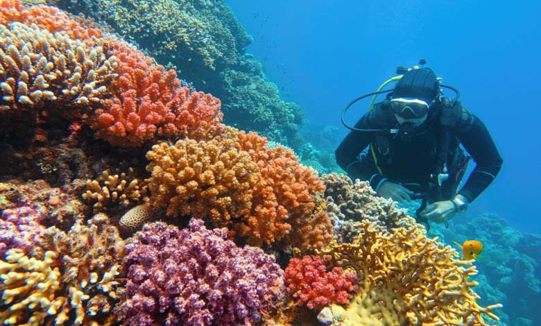 Human Drug Residues Threaten the World of Coral Reefs