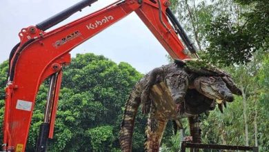 Thailand Executes 125 Crocodiles Due to Floods