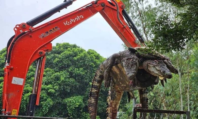 Thailand Executes 125 Crocodiles Due to Floods