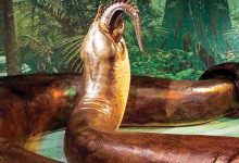 A one-ton snake discovered in India