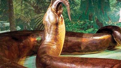 A one-ton snake discovered in India