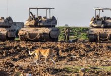 Bodies devoured by stray dogs: "Tragedy" in northern Gaza described by Jabalia