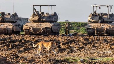 Bodies devoured by stray dogs: "Tragedy" in northern Gaza described by Jabalia