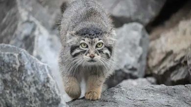 Iran: One of the World's Rarest Wild Cats Dies