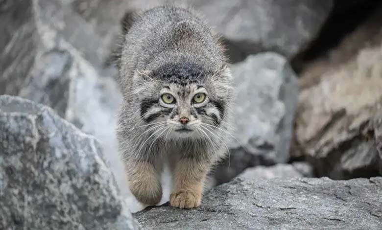 Iran: One of the World's Rarest Wild Cats Dies