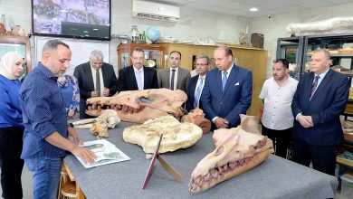 Mansoura University Enters Guinness World Records with the Discovery of "Tutcetus" Fossil