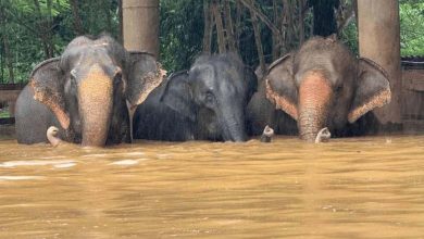 Tragic Incident: Two Elephants Lost Due to Flash Floods in Thailand