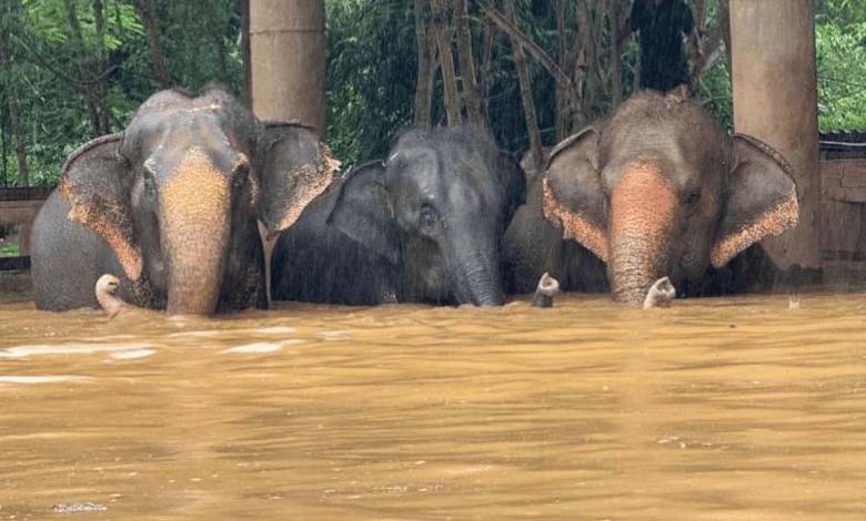 Tragic Incident: Two Elephants Lost Due to Flash Floods in Thailand