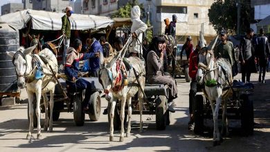 "More Precious than Gold": Donkeys, a Lifeline for Gaza Residents