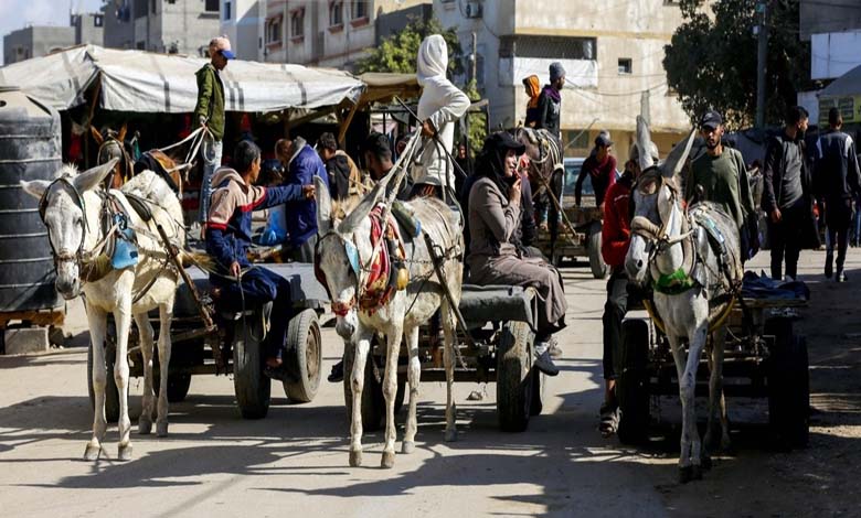 "More Precious than Gold": Donkeys, a Lifeline for Gaza Residents