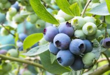 5 Reasons Why Blueberries Are Among the Best Health Foods