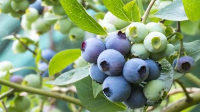 5 Reasons Why Blueberries Are Among the Best Health Foods