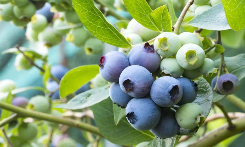 5 Reasons Why Blueberries Are Among the Best Health Foods