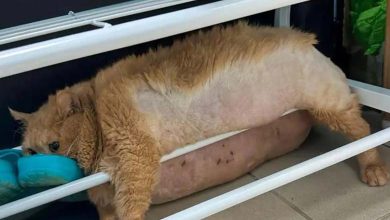 Weighing 18 Kilograms: Death of "Crumbs," the World's Fattest Cat