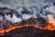 A Forest Fire in an Australian Park Causes Severe Damage