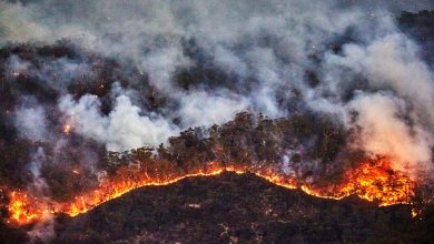 A Forest Fire in an Australian Park Causes Severe Damage