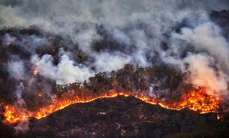 A Forest Fire in an Australian Park Causes Severe Damage