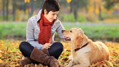 Beyond Affection: Why Do Dogs Lick Humans?