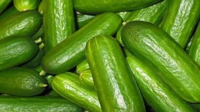 Contaminated Cucumber Causes 68 Salmonella Cases in the U.S.