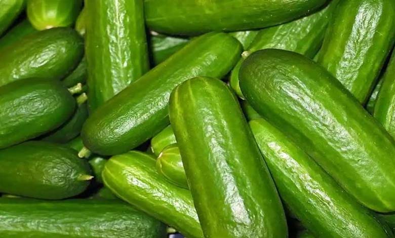 Contaminated Cucumber Causes 68 Salmonella Cases in the U.S.