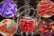 4 Types of Gut Bacteria Linked to Living Up to 100 Years