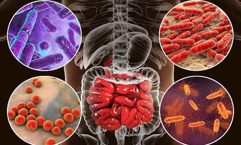 4 Types of Gut Bacteria Linked to Living Up to 100 Years