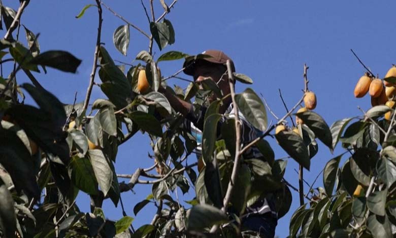 Climate Change Threatens Persimmon Harvest in Taiwan