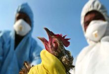 First Human Death from Avian Flu in the U.S.: What You Need to Know