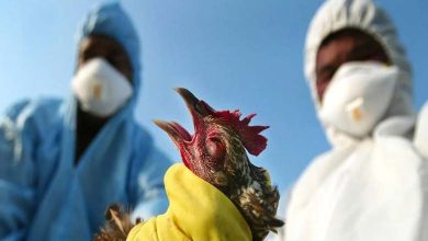 First Human Death from Avian Flu in the U.S.: What You Need to Know